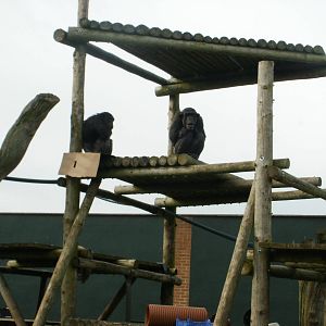 Chimps - 28.10.2010