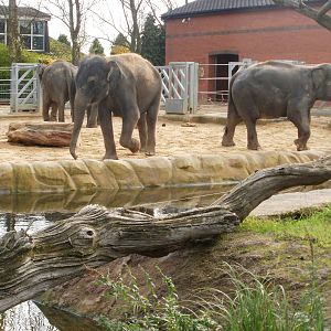 Elephants - 28.10.2010