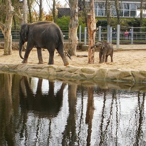 Elephants - 28.10.2010