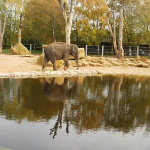 Elephants - 28.10.2010