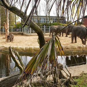 Elephants - 28.10.2010