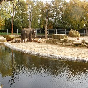 Elephants - 28.10.2010