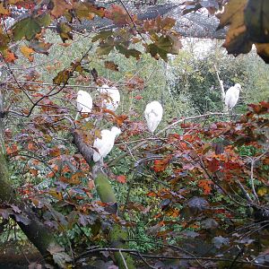 Tywcross - 28.10.2010