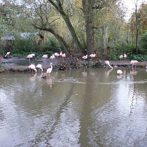 Flamingos - 28.10.2010