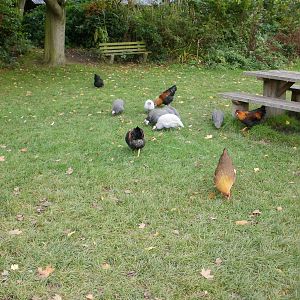 Tywcross - 28.10.2010