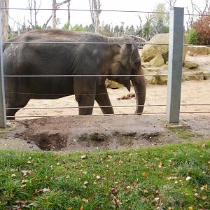 Elephants - 28.10.2010