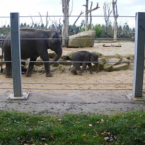 Elephants - 28.10.2010