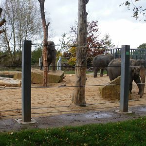 Elephants - 28.10.2010