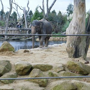 Elephants - 28.10.2010