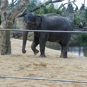 Elephants - 28.10.2010