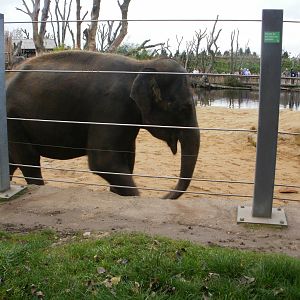 Elephants - 28.10.2010