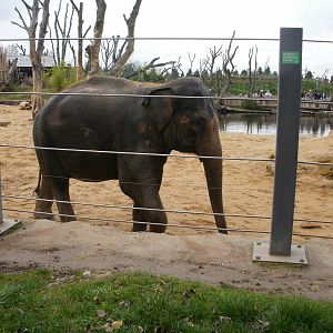 Elephants - 28.10.2010