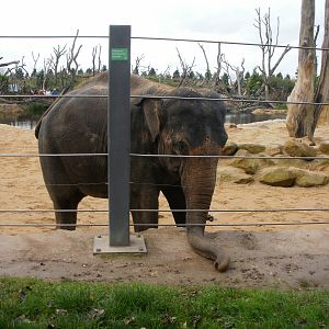 Elephants - 28.10.2010