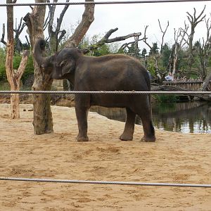 Elephants - 28.10.2010