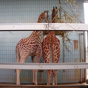 Giraffes - 28.10.2010