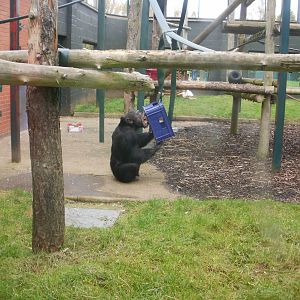Chimp - 28.10.2010