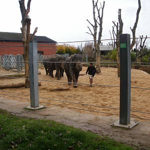 Elephant Training - 28.10.2010