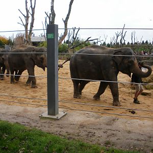 Elephant Training - 28.10.2010