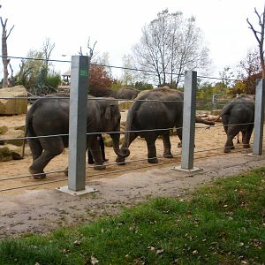 Elephant Training - 28.10.2010