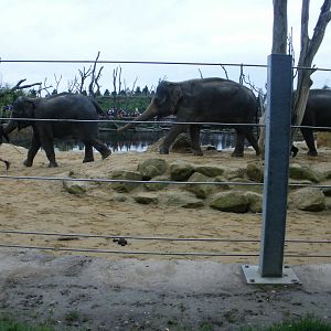 Elephant Training - 28.10.2010