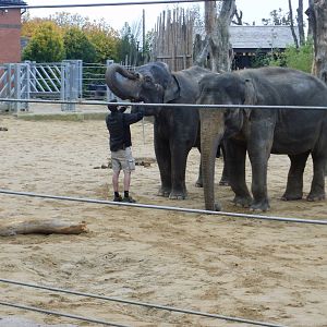 Elephant Training - 28.10.2010