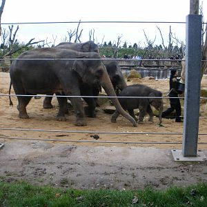 Elephant Training - 28.10.2010