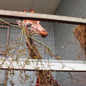 Giraffe - 28.10.2010