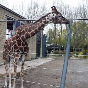 Giraffe - 28.10.2010