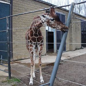 Giraffe - 28.10.2010