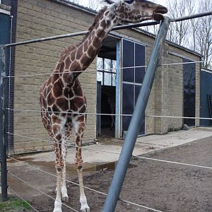Giraffe - 28.10.2010