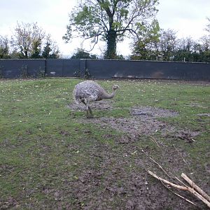 Twycross - 28.10.2010
