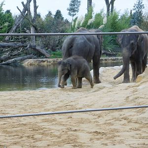 Elephants - 28.10.2010