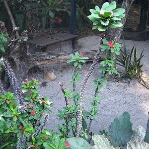 PBZ - Misc. animal exhibits