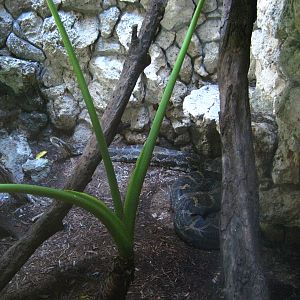 PBZ - Misc. animal exhibits