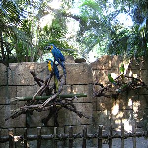 PBZ - Tropics of the Americas