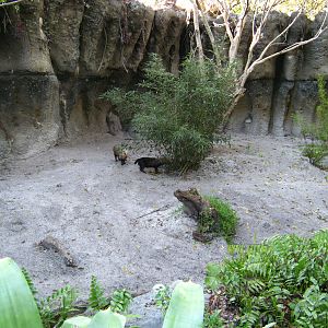 PBZ - Tropics of the Americas