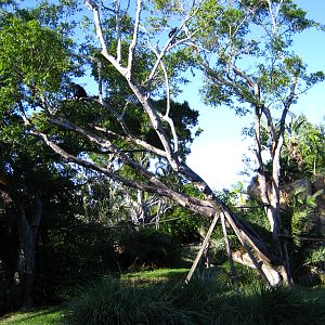 PBZ - Tropics of the Americas