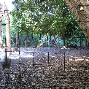 PBZ - Florida Wetlands