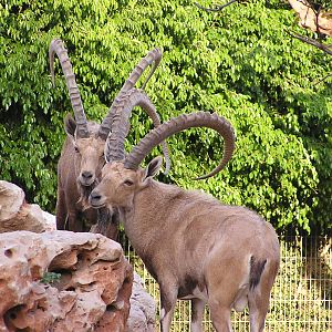 Nubian ibex/ Capra nubiana