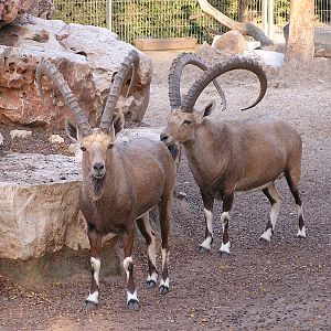 Nubian ibex/ Capra nubiana