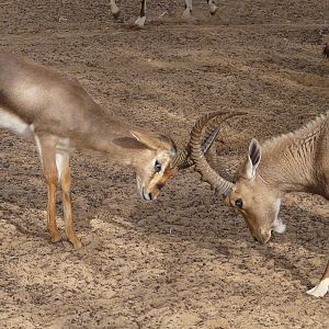 Nubian ibex/ Capra nubiana &  Palestine gazelle/ Gazella gazella gazell