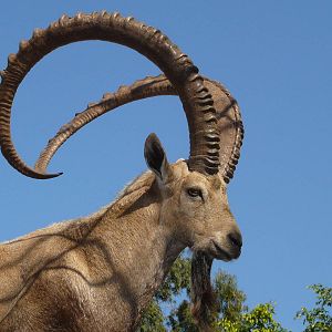 Nubian ibex/ Capra nubiana