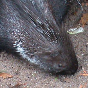 Crested porcupine 061110