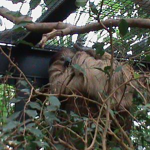 Linnaeus's  two-toed sloth 061110