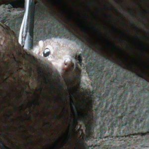 Common tree shrew 061110