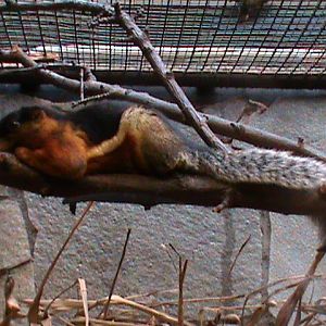 Prevost squirrel 061110