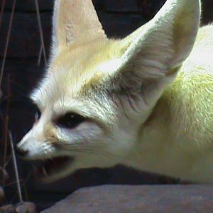 Fennec fox 061110
