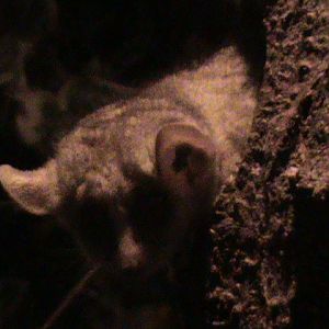 Gray mouse-lemur 061110