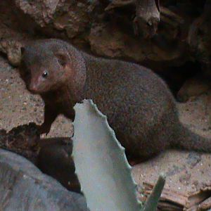 Dwarf mongoose 061110