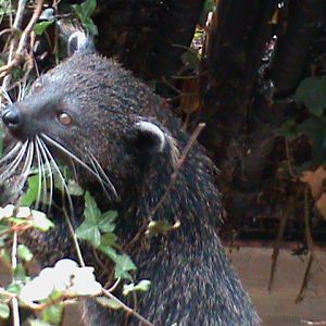 Binturong 061110